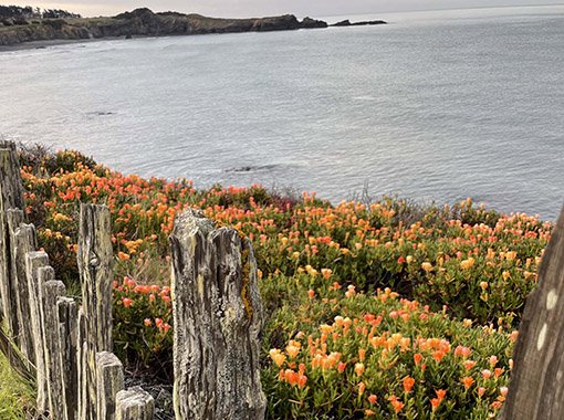 Weathered wooden fence sectioning off cliff edge covered in orange wildflowers