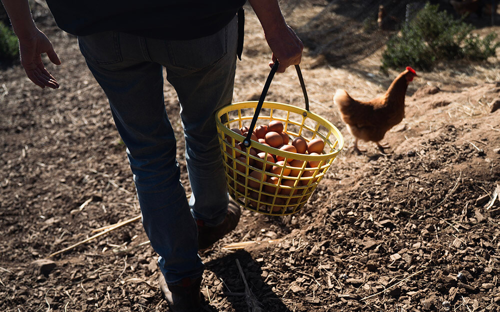 Woman walking with eggs in a basket with a chicken nearby