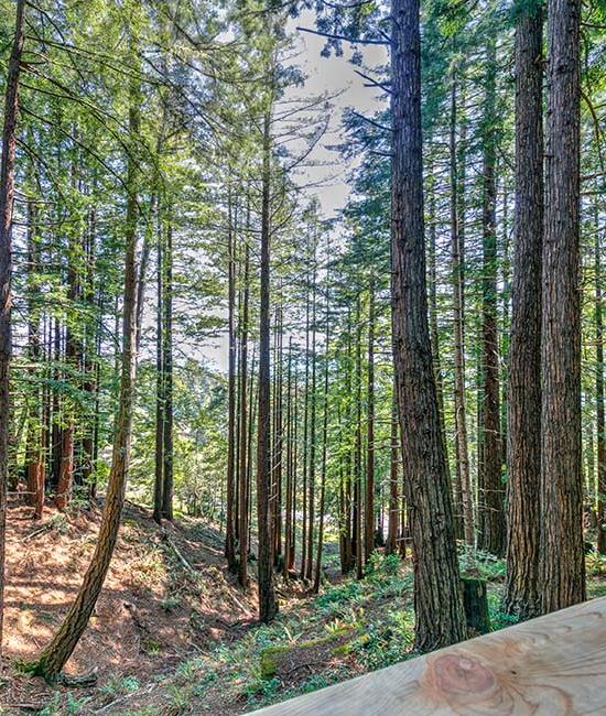 Redwood Rise Outdoor Patio & View