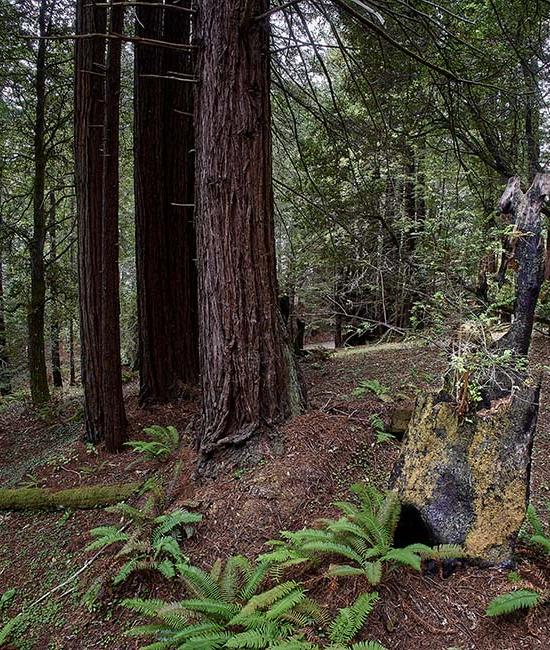 Redwood Rise Surroundings