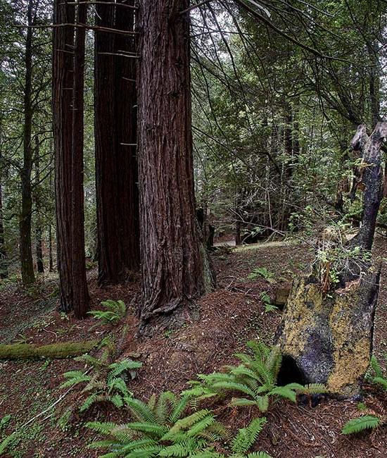Redwood Rise Surroundings
