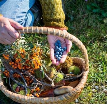 Wild Edible Forage 03.29