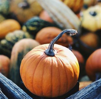 Kids Club Pumpkin Picking & Activities at The Farm 10.11