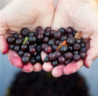 Wild Berry Picking Hike 09.05