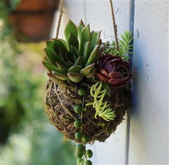 Kokedama - Living Plant Arrangement Workshop