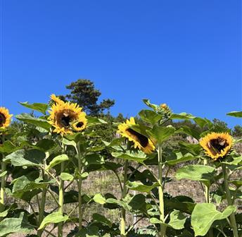 Farm Educational Workshop: Setting Holistic Garden Goals 10.5 CANCELLED