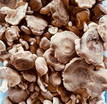 Mushroom Foraging 1.19