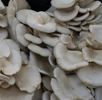 Mushroom Cultivation Workshop 09.20