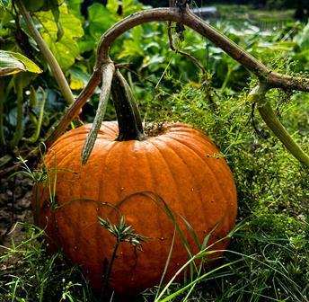 Edible Garden Tour & Pumpkin Picking 09.26