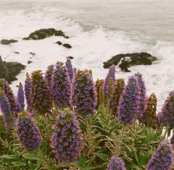 Wildflower Walk 04.26
