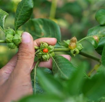 Ashwagandha Tincture Workshop